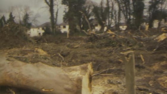 Tree Felling Protest, 1984