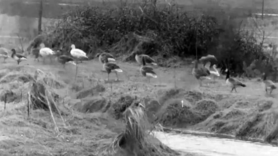 Wexford Wildfowl Reserve (1974)