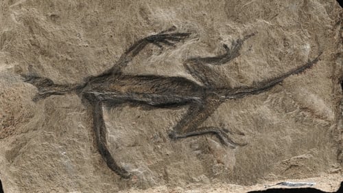 Meet Tridentinosaurus antiquus, the 280 million-years-old enigmatic reptile from the Alps. Photo: Valentina Rossi