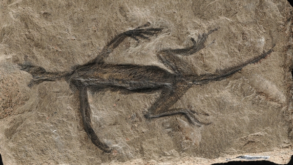 Meet Tridentinosaurus antiquus, the 280 million-years-old enigmatic reptile from the Alps. Photo: Valentina Rossi