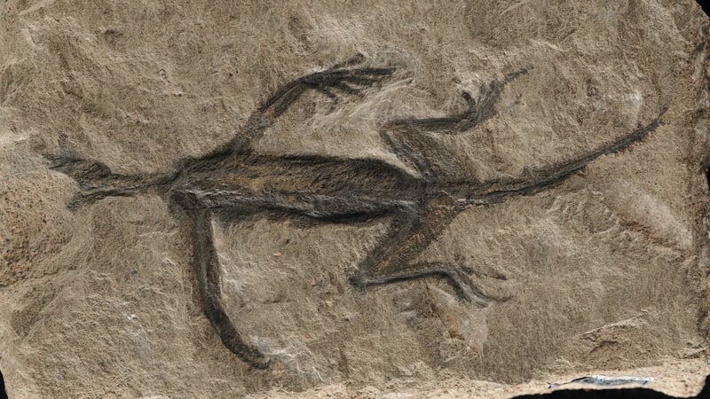 Meet Tridentinosaurus antiquus, the 280 million-years-old enigmatic reptile from the Alps. Photo: Valentina Rossi