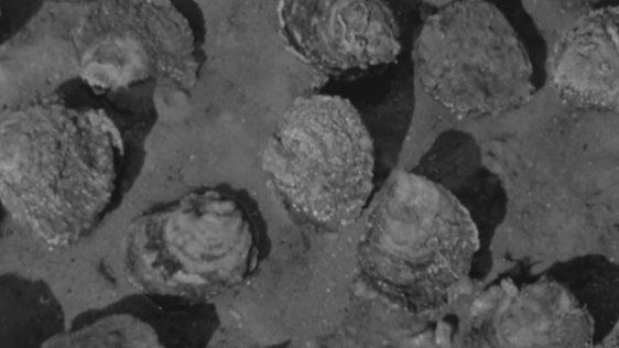Oyster shells (1969)