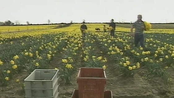 Daffodil farm (1999)