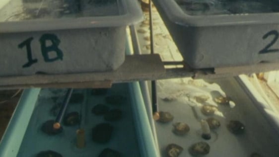 Mariculture centre, Carna, Co. Galway (1979)