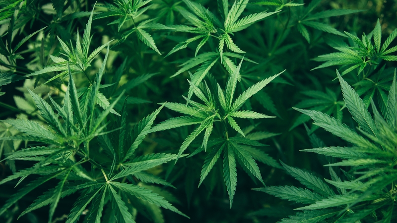 Under the new law, it will be possible to obtain up to 25 grams of the drug per day for personal use through regulated cannabis cultivation associations (stock pic)