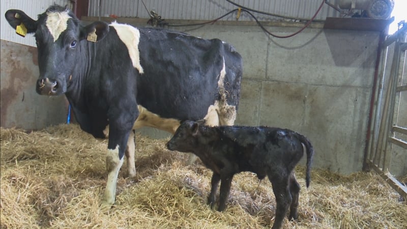 A newborn calf on the Smyth family farm in Co Offaly