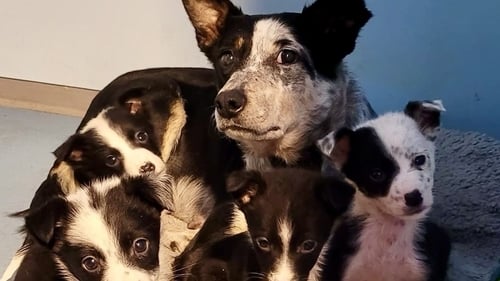 MADRA said collies accounted for nearly half of all animals brought to the Co Galway dog pound last year