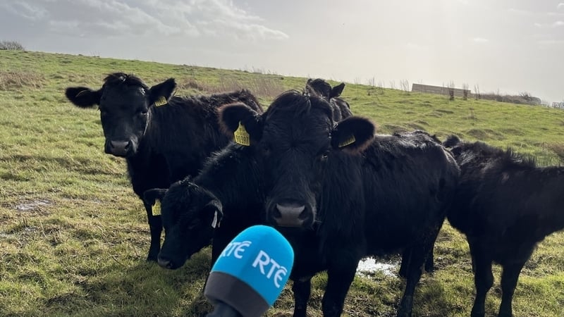 The Dexter cows have been selected for the task, given their eating habits and smaller-than-usual hooves