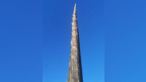 The Giant Redwood, which is native to California, was 33 metres tall (Pic: Colm O'Regan)