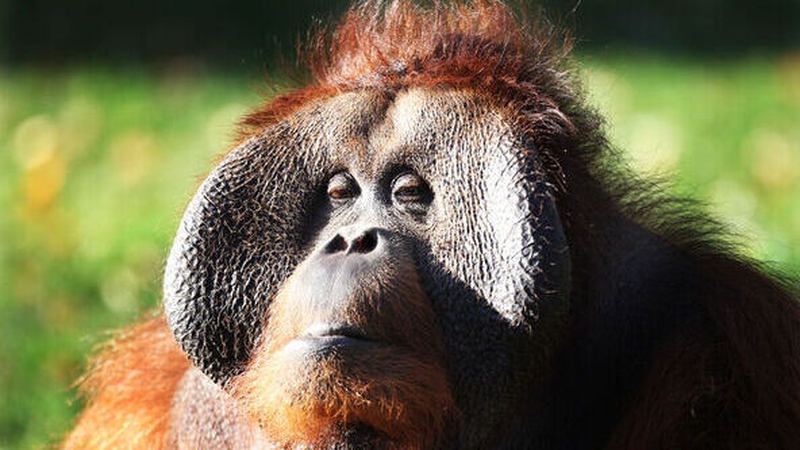 Dublin Zoo described Sibu as 'gentle, caring and highly intelligent' (Pic: RollingNews.ie)