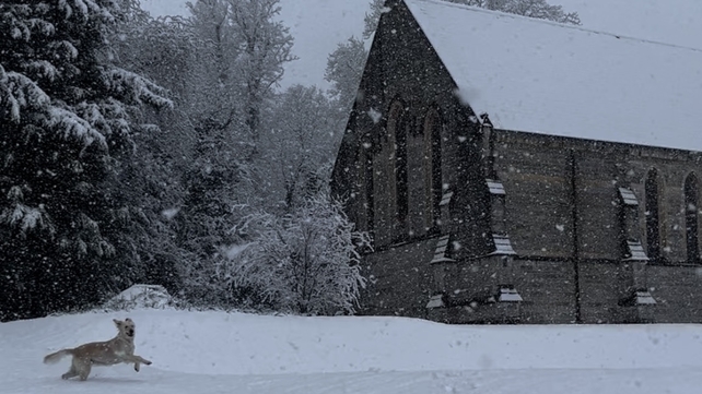 Lisa Ní Loingsigh sent us this photo of her pet enjoying the snowfall at St Columba's College, Dublin 16