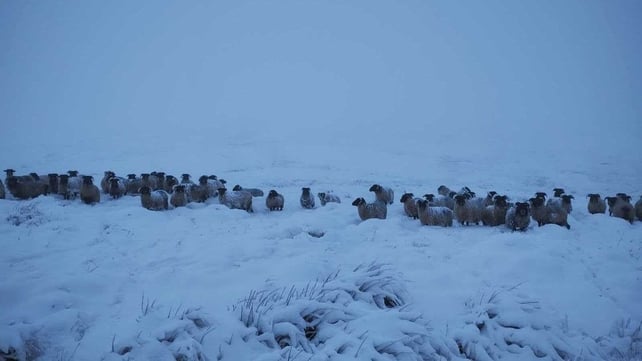 Sheep gather in their snowy patch in Rossinver, Co Leitrim (Photo from Anne Clancy)
