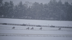 Horses on the gallops at the Curragh racecourse, Co. Kildare