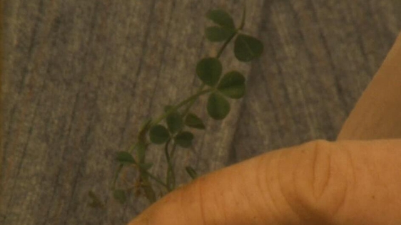Shamrock (1984)