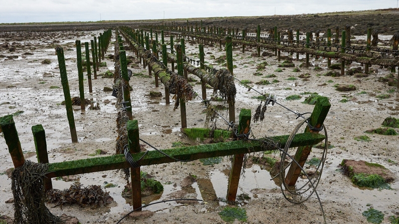 An fheirm sliogéisc in Eachinis