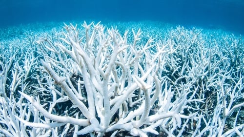 Bleaching occurs when corals are drained of their vibrant colours thought to be due to heat stress from rising ocean temperatures