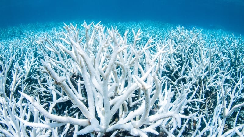 Bleaching occurs when corals are drained of their vibrant colours thought to be due to heat stress from rising ocean temperatures