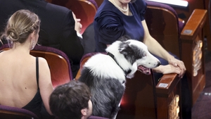Messi the dog at the 96th Academy Awards