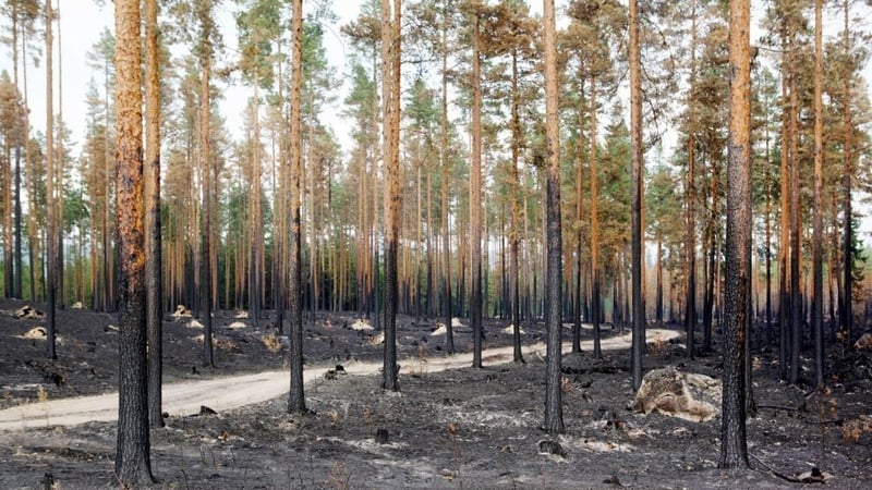 The report said forest fires, such as those experienced in Sweden in 2018, are likely to become more regular