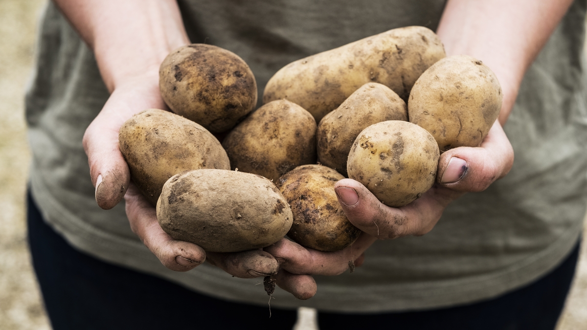A new strain of potato blight