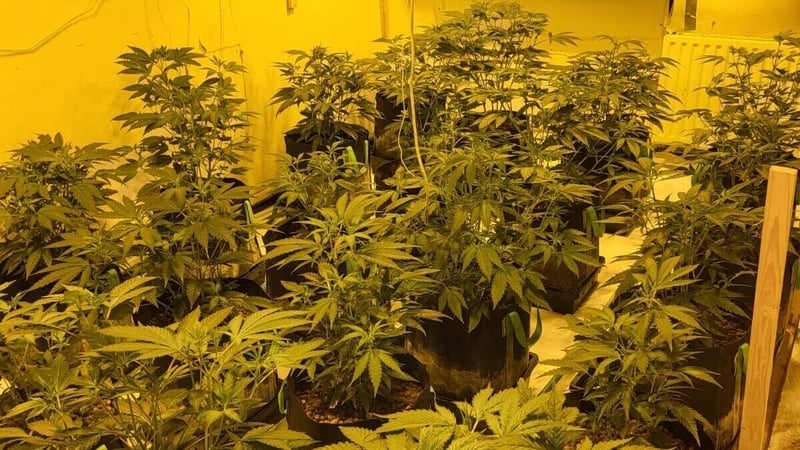 The cannabis plants were estimated to be worth €228,000, while the cannabis herb is worth €75,000