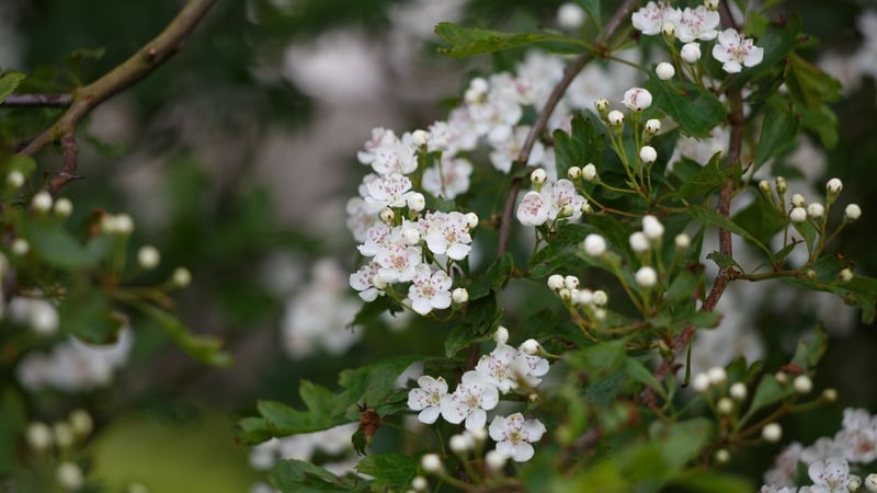 Sceach gheal faoi bhláth