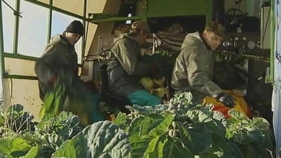 Migrant Workers, 2004