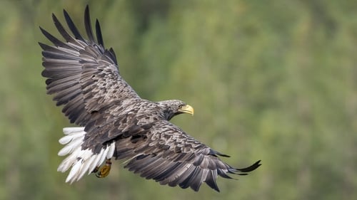 White-tailed eagles were driven to extinction more than 100 years ago due to human activity
