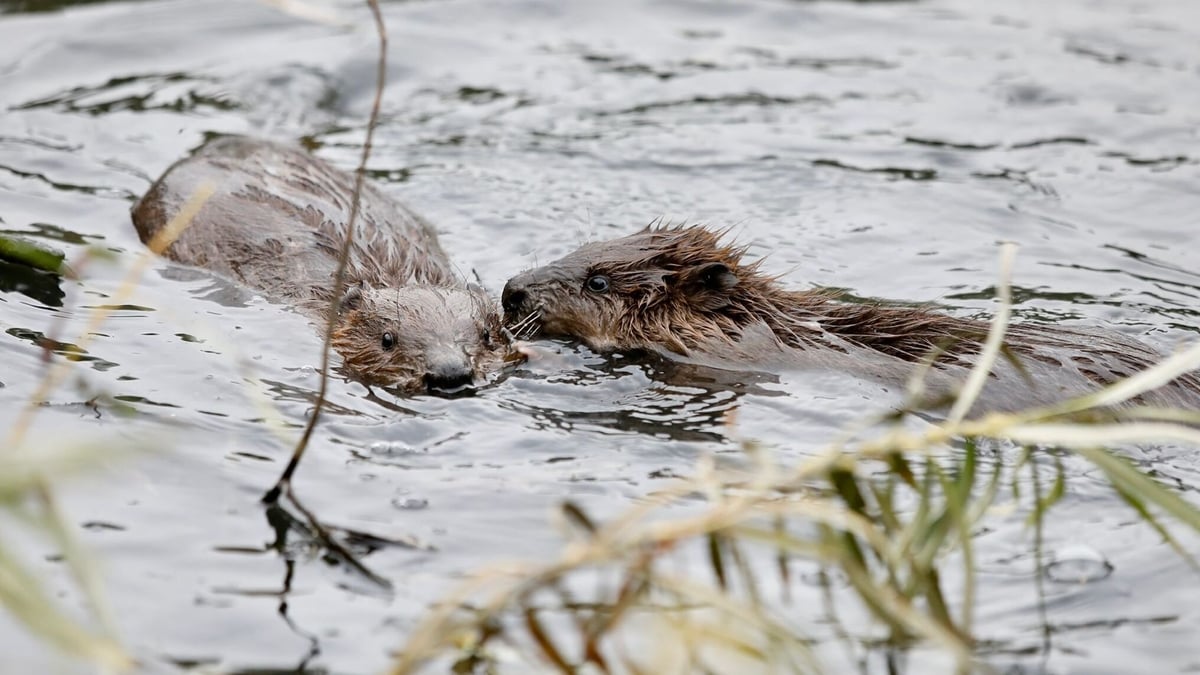 The Beaver
