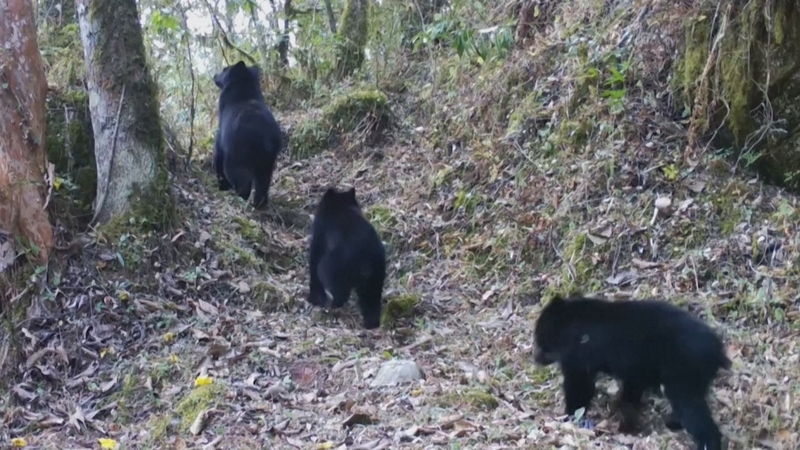 The type of Andean bear is the inspiration behind the fictional bear Paddington (Pic: Andean Carnivore Conservation Program/Chester Zoo)