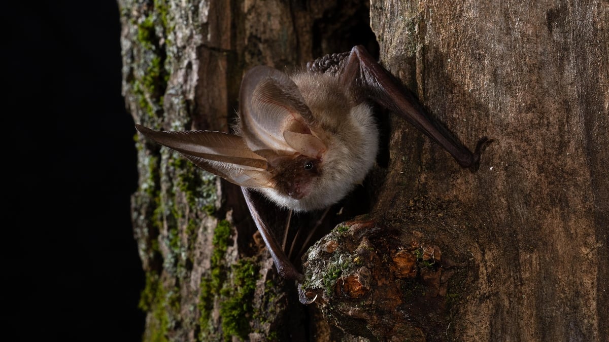 Bats - why we need them for chocolate & tequila 