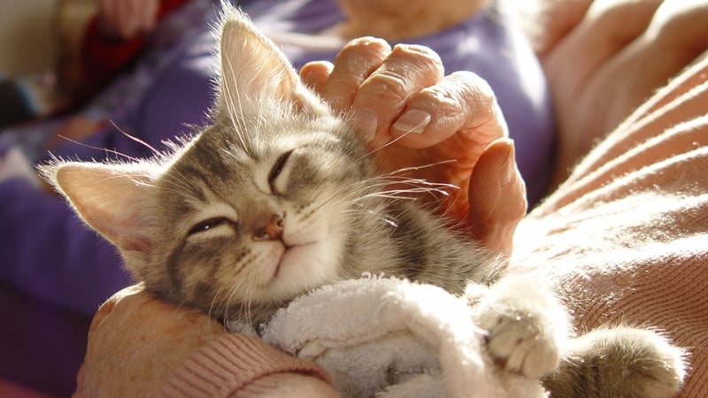 Irish vet on why now is the time to consider fostering a kitten