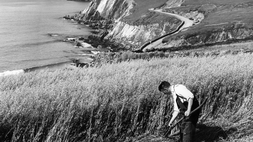 A farmer working the land around Corca Dhuibhne, the most western part of Europe, in the 1940s. Photo: AFP via Getty Images