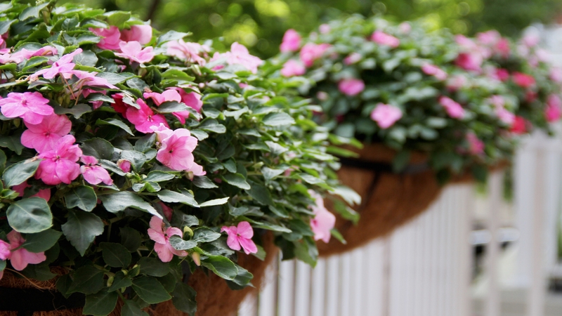 The court heard that six hanging baskets and flowers with a value of €180 were stolen in May 2023 (stock photo)