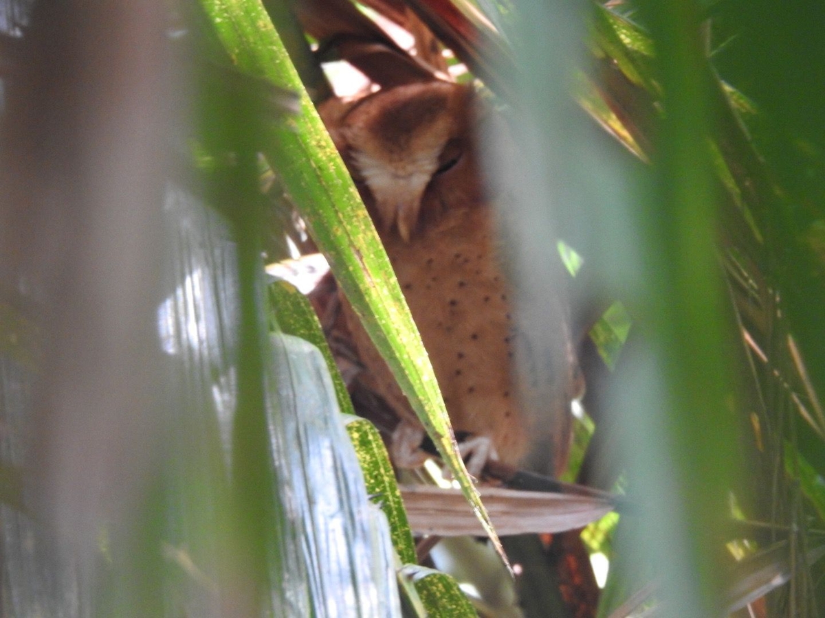Mooney Goes Wild Monday 25 March 2024