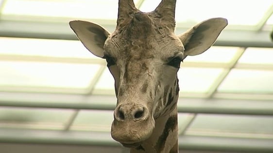 Giraffe at the Natural History Museum, 2009