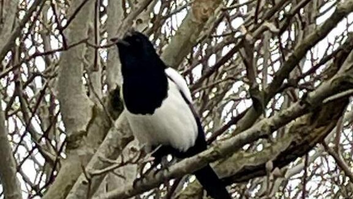 Mooney Goes Wild Monday 11 March 2024