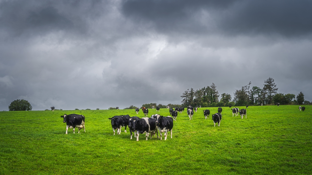 Ongoing wet weather creates further hardship for tillage farmers