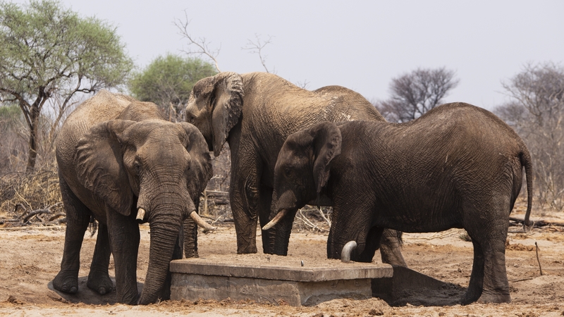 Botswana banned trophy hunting in 2014 but lifted the restrictions in 2019 under pressure from local communities