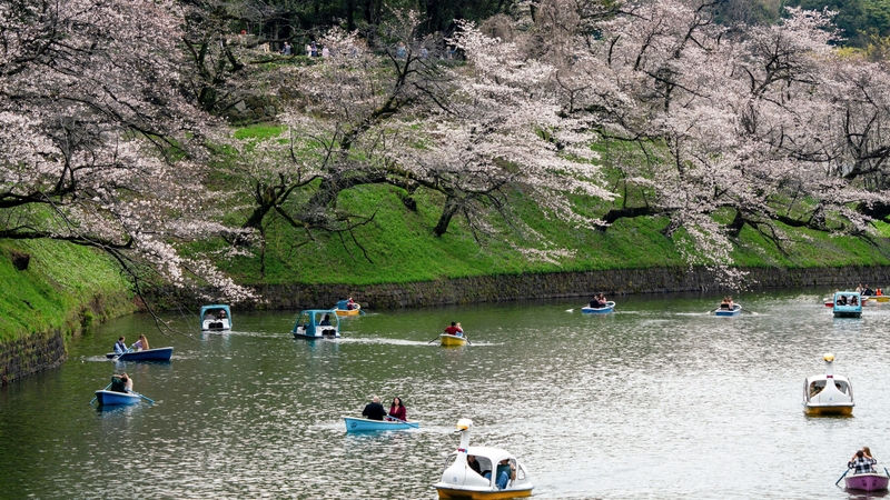 People sail on the Chidorigafuchi, one of the moats around the Imperial Palace, to view the cherry blossoms in Tokyo