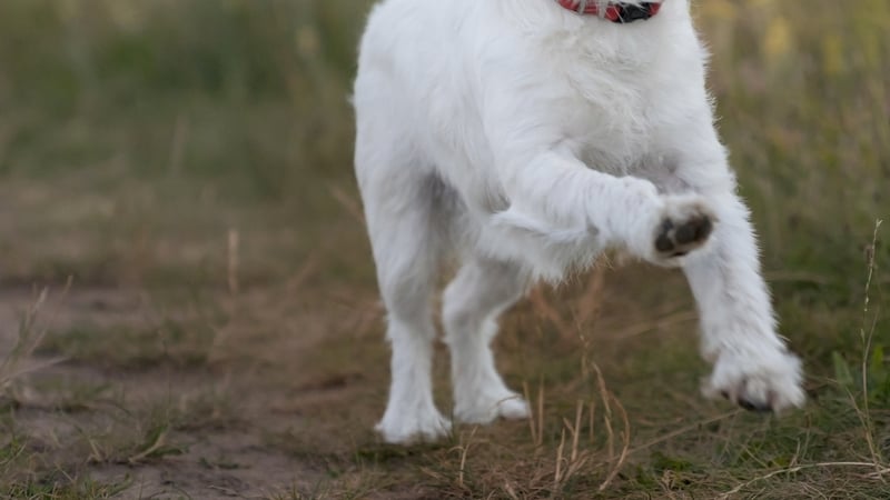 'Dramatic rise' in dog attacks, warden says