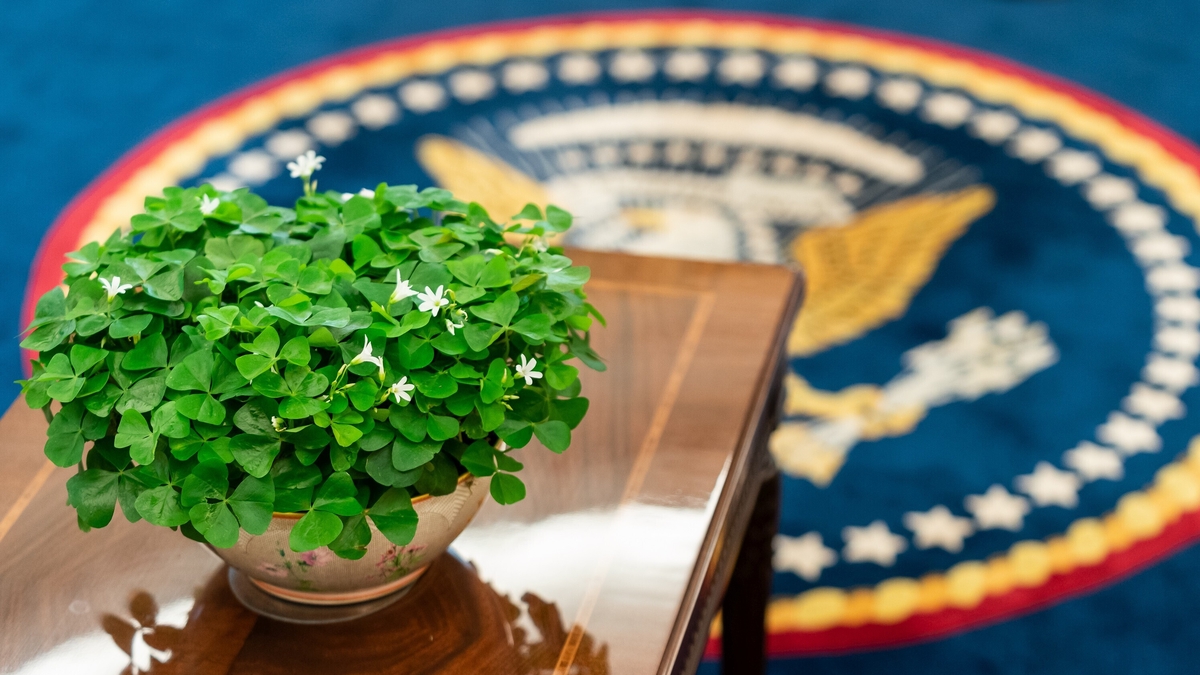  There’s no such thing as shamrock!