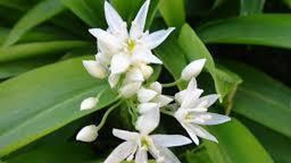 Naturefile - Wild Garlic