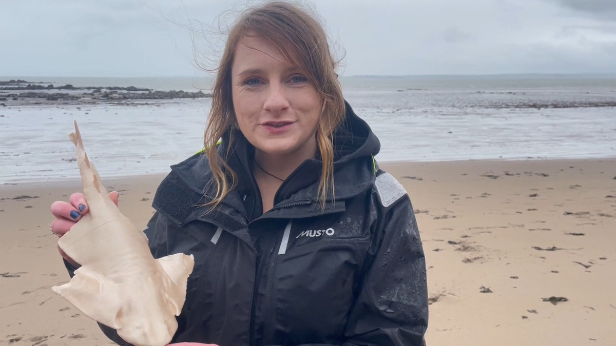 Rays, skates and sharks in Tralee Bay