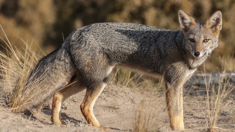 The South American grey fox seen in Patagonia, Argentina