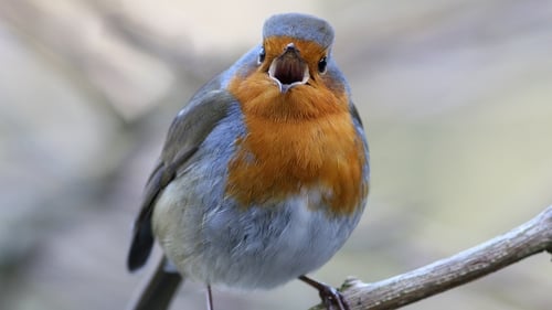 Robin singing (Photo- Eric Dempsey)