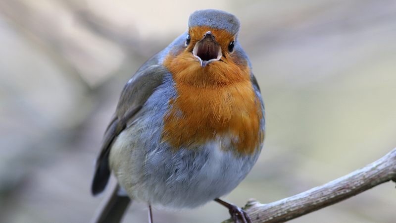 Robin singing (Photo- Eric Dempsey)