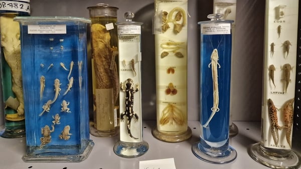 Why Ireland's Hidden Treasures isn't just another TV history show