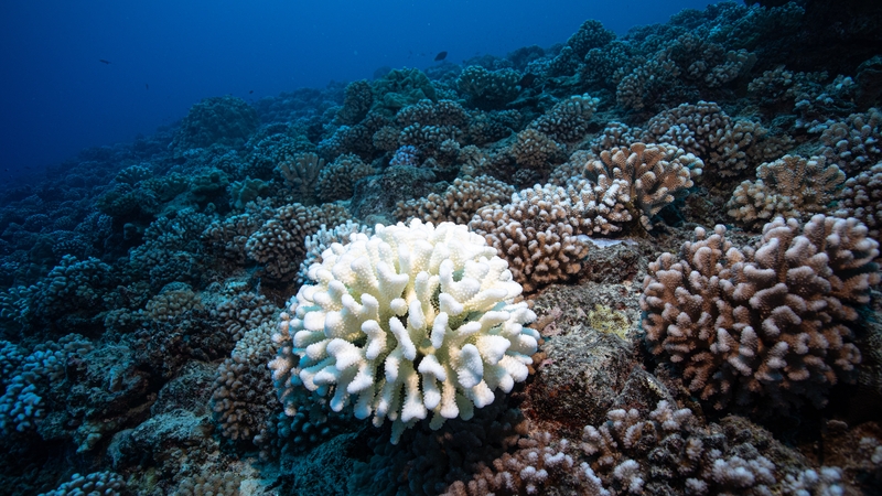 Bleaching is triggered by water temperature anomalies that cause corals to expel the colourful algae living in their tissues