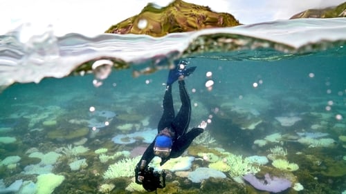 Marine biologist Anne Hoggett says it is difficult to know how many of the corals alive now will be able to survive and recover